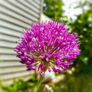 Meet your Posher, Patty